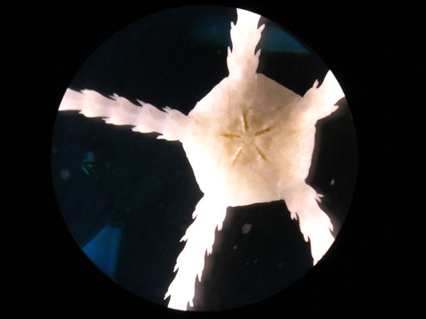 The disc of this tiny brittlestar is 5 mm in diameter. Brittlestars of all sizes are common in deepwater coral communities including this small one found in surface sediments associated with Lophelia pertusa.