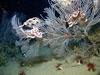 Callogorgia sp. octocorals from 300 meters in the Green Canyon region in the Gulf of Mexico.