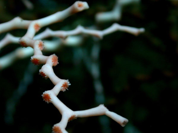 Madrepora oculata (close-up) showing calyx structure. 