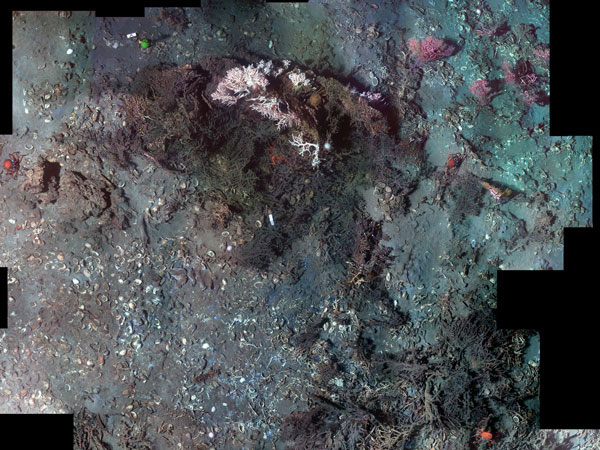 Photomosaic of Madrepora reef. 