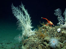 Basket stars, crinoids, anemone and crab.