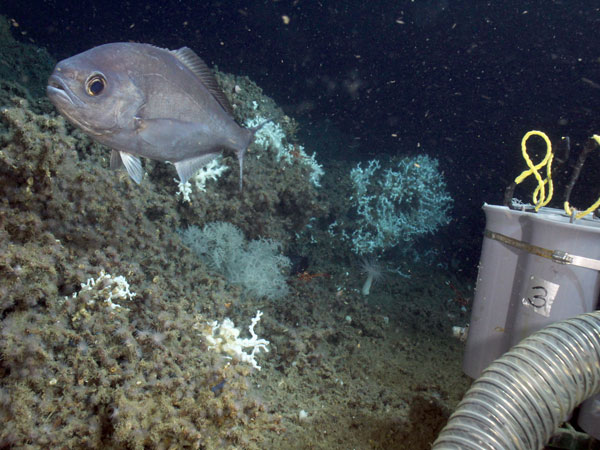 Hyperoglyphe perciformis (barrel fish) in Lophelia reef habitat. 