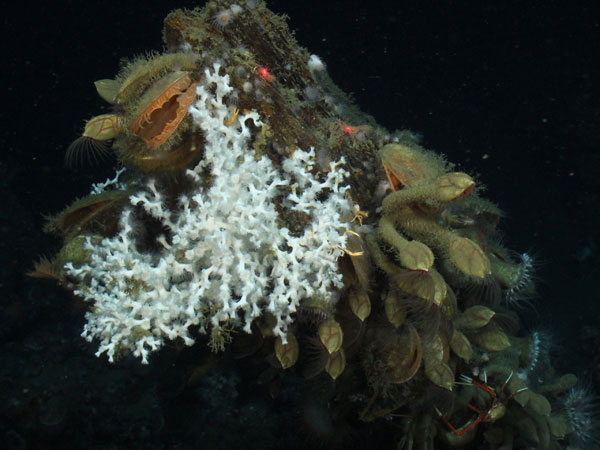 The stempost of the wreck is covered in Lophelia, Stalk Barnacles, Acesta clams and Anemones.