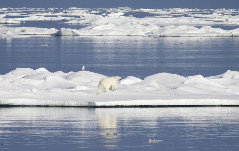 The first polar bear of the cruise.