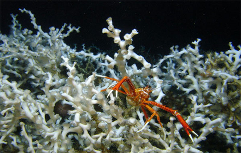 Cold-Water Corals