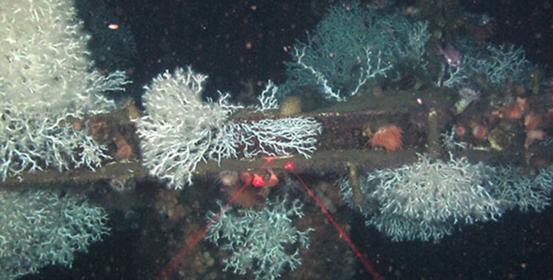 In a little over a week at sea, we visited four deepwater oil and gas production platforms and one subsea installation, surveying these manmade structures for coral coverage and collected high-quality imagery and video, coral samples for genetic work, and water and sediment samples for related ecological studies.