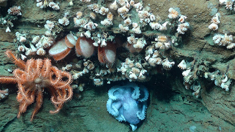 On this project we encountered many species of invertebrates living together on the steep canyon walls.