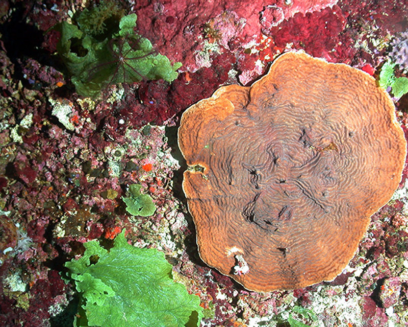 Agaricia is the most widespread genus of hard coral at Pulley Ridge