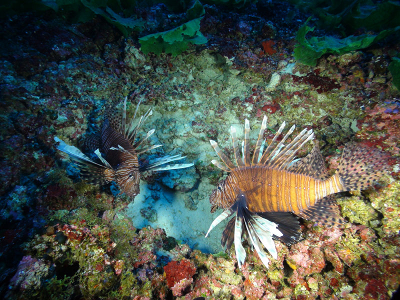 A group of exotic liionfish at Pulley Ridge.