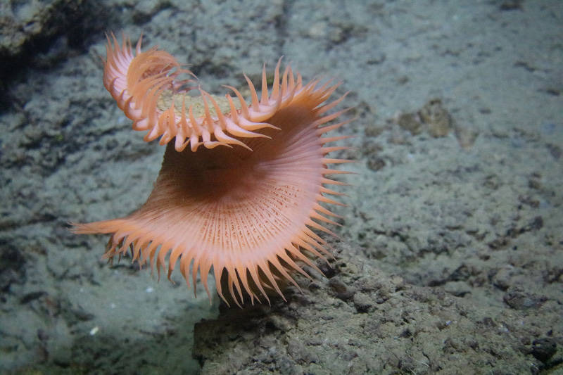 Venus fly trap anemone.