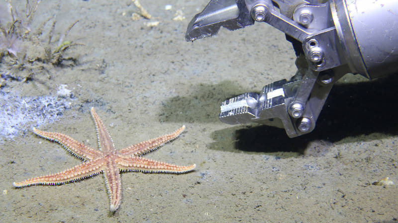 The ROV manipulator moving in to collect a seastar from the ocean bottom.