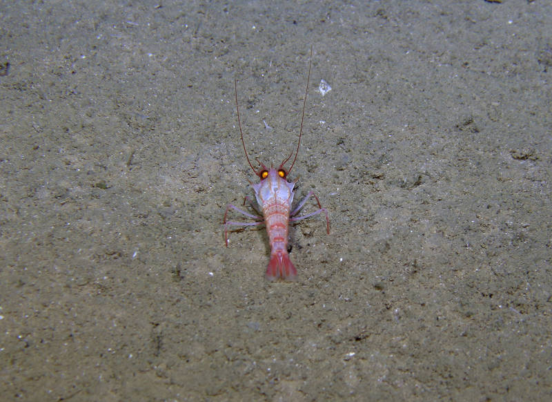 Glyphocrangon on the seafloor.