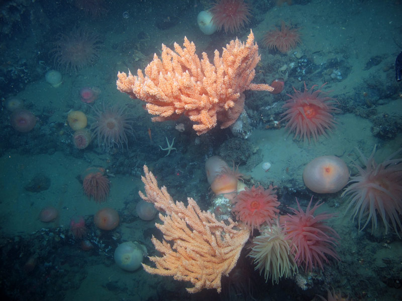 Red tree corals (Primnoa pacifica), like the young colonies pictured here in Glacier Bay National Park, have been shown to be the foundation of diverse deepwater communities in Alaska. These large, structure-forming soft corals often form dense thickets in the Gulf of Alaska at depths between 150 to 900 meters (490 to 2,955 feet).