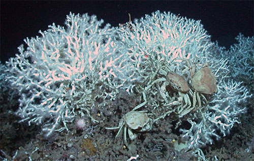 Lophelia reef on the west Florida slope with several golden crabs scavenging on the dead coral matrix.