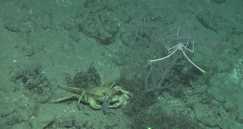 Chirostyloid (squat lobster) on black coral Leiopathes sp. with golden crab Chaceon fenneri at 410 meters depth on Long Mound of the West Florida shelf.