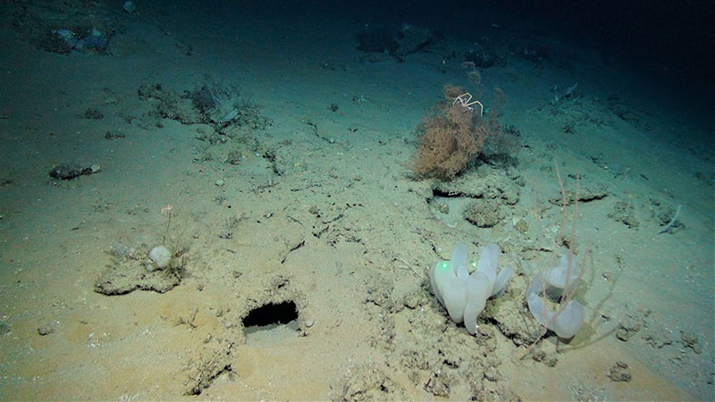 Low relief rocky substrate with bamboo coral, sponges (both lower right), Leiopathes glaberrima black coral colony, and a squat lobster (both top right) at the proposed Habitat Area of Particular Concern site, Many Mounds.