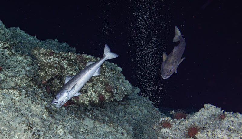 A bubble plume from a methane seep with sablefish and mushroom coral and sponges on a carbonate structure at Chatham seep offshore Chatham Strait in southeastern Alaska.