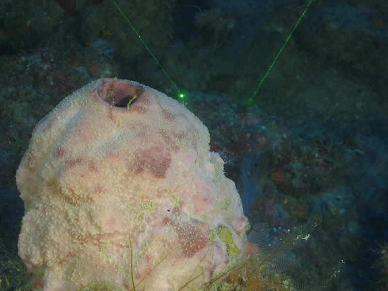 This thick-walled, conulose sponge was very tough and proved too difficult to sample at 29 Fathom Bank during the Exploring the Blue Economy Biotechnology Potential of Deepwater Habitats expedition.