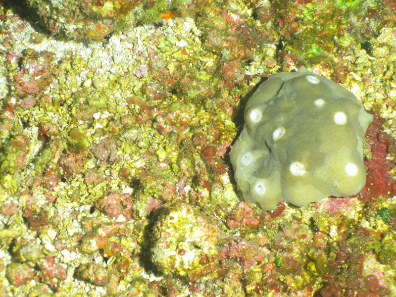 This 15-centimeter (6-inch) specimen of Petrosia sp. was collected at 69 meters (226 feet) depth on the Exploring the Blue Economy Biotechnology Potential of Deepwater Habitats expedition’s second remotely operated vehicle dive.