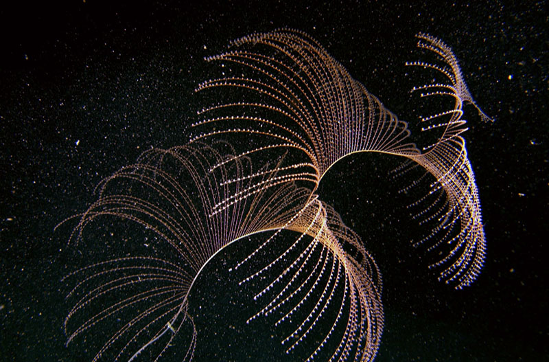 These Iridogorgia octocorals, seen during the Combining Habitat Suitability and Physical Oceanography for Targeted Discovery of New Benthic Communities on the West Florida Slope expedition, create delicate spiraled colonies that can be over a meter tall.