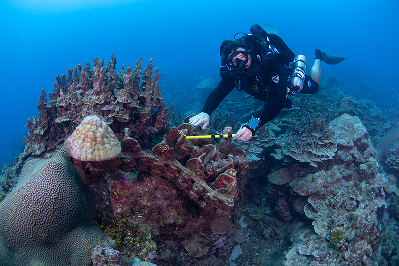 Tracks embedded in coral off Asan Beach that may have come from American equipment deployed during the World War II invasion of Guam. The research team learned about these tracks through the oral history interviews.