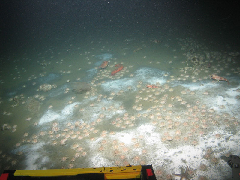 Photo still from Student Explorations Around Southern California: Acoustics, Paleolandscapes, and Environments at Sea project Dive 12 of white bacterial mats covering dark-colored sediment with abundant sea urchins.