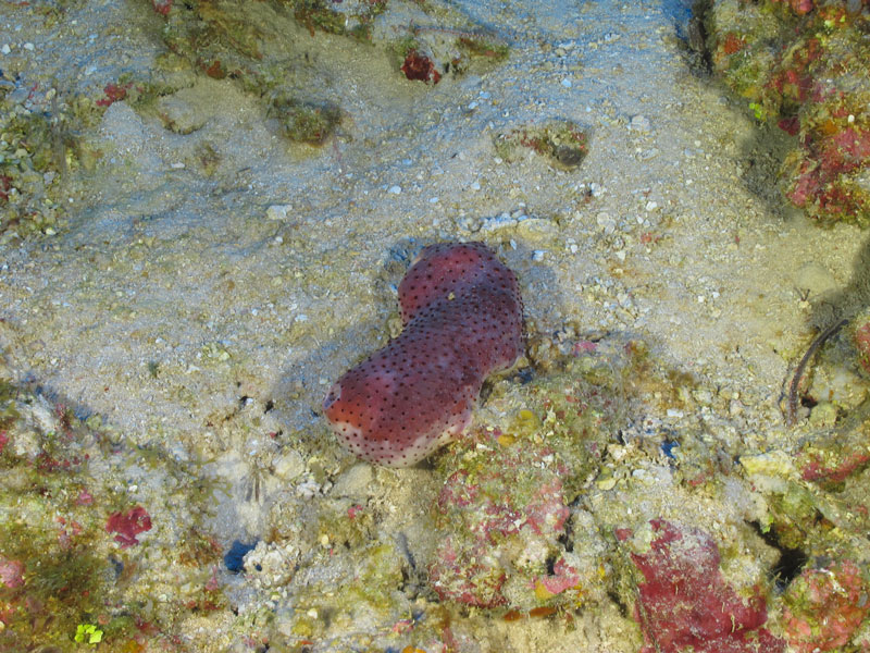 A reddish-purple sponge (possibly a Svenzea zeai) with black dots seen off southern Puerto Rico at a depth of 88 meters (266 feet) during Exploration of Deepwater Habitats off Puerto Rico and the U.S. Virgin Islands for Biotechnology Potential.