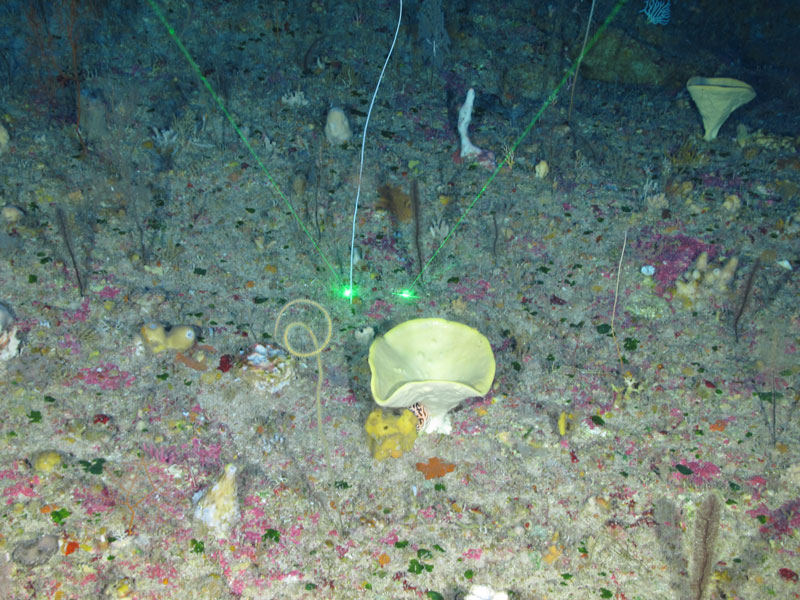 A yellowish-white sponge (possibly Verongiida) seen off western Puerto Rico at a depth of 147 meters (482 feet) during Exploration of Deepwater Habitats off Puerto Rico and the U.S. Virgin Islands for Biotechnology Potential.