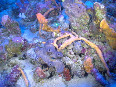 Underwater scene with orange, purple, and pink sponges off southern Puerto Rico.