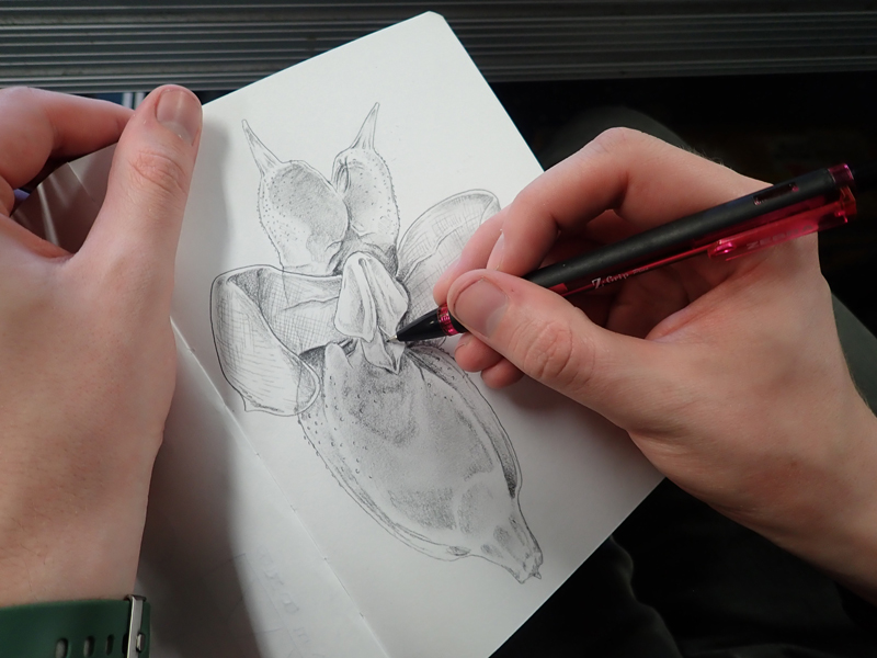 Nick Bezio sketches a sea angel (pteropod) collected with the Methot trawl during the Exploring Pelagic Biodiversity of the Gulf of Alaska and the Impact of Its Seamounts expedition.