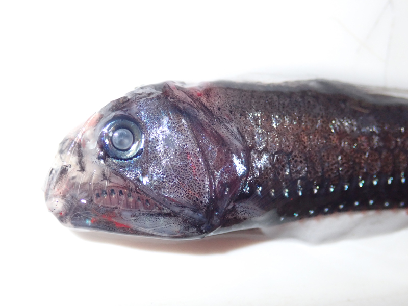 A viperfish (Chauliodus macouni) collected with the Methot trawl during the Exploring Pelagic Biodiversity of the Gulf of Alaska and the Impact of Its Seamounts expedition. This mesopelagic fish is a predator to smaller fish and shrimp.