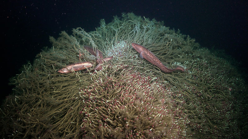 Red cusk-eels (Genypterus chilensus) — a commercially important fish highly valued in Chile — swim around a tubeworm mound near a methane seep explored for the Exploring Deep-Sea Methane Seeps Along the Chile Margin project. The importance of chemosynthetic ecosystems in sustaining their populations has not been previously observed.