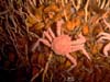 Spider crab on deep sea mussel bed.