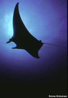 Manta ray