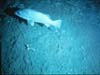 Wreckfish