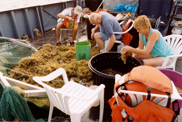 Sorting through sargassum