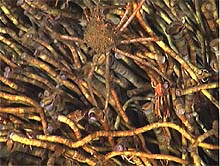 Close up of a Tube worm colony