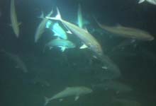 School of Amberjack