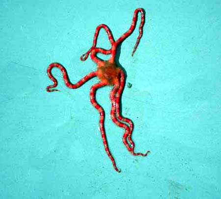 Brittle Star