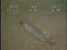 witch flounder on the soft, sandy sediments of the point