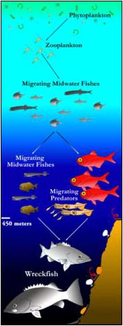 food chain of the Charlston Bump