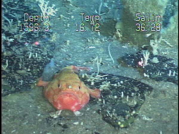 Pink frogmouth fish