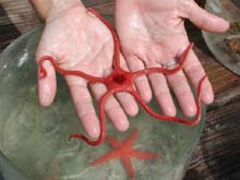 giant red brittle star