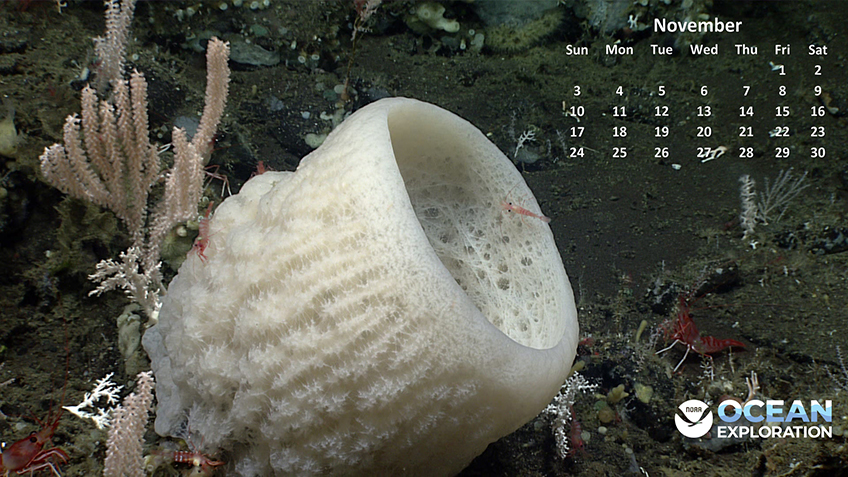 This November, show your thanks for the deep ocean by downloading this cornucopia of marine life to your desktop.