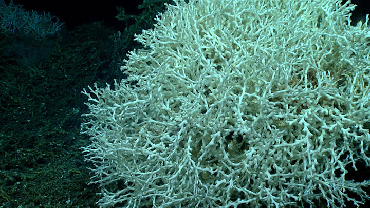 A mound of live Lophelia pertusa observed along the east side of Richardson Hills off the coast of South Carolina during the Windows to the Deep 2018: Exploration of the Southeast U.S. Continental Margin expedition.