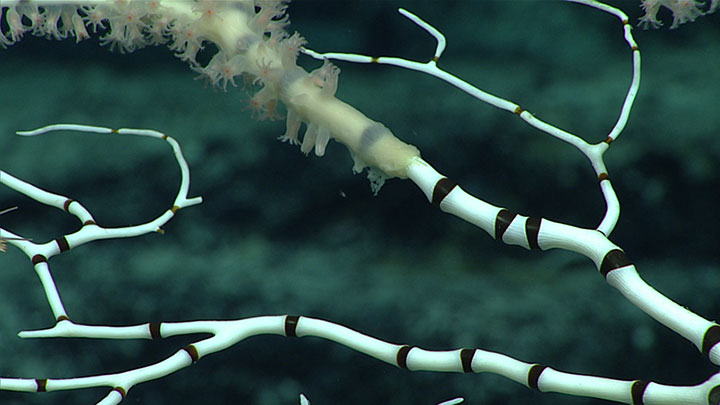 We observed a sea star feeding on this large colony of bamboo coral. In this image, you can clearly see where the tissue has been stripped away, leaving just the skeleton, which is indeed very “bamboo-like” in its appearance.