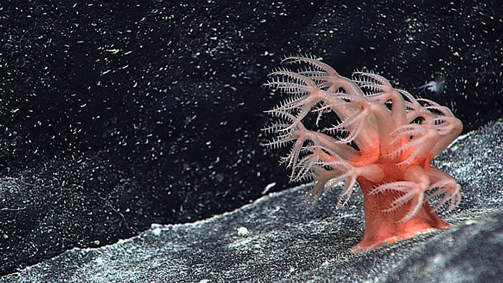 A soft coral (Anthomastus sp) bends in the strong current encountered while exploring a ridge extending to the southeast of an unnamed seamount east of Pearl and Hermes Atoll during the 2015 Hohonu Moana: Exploring Deep Waters off Hawaiʻi expedition.