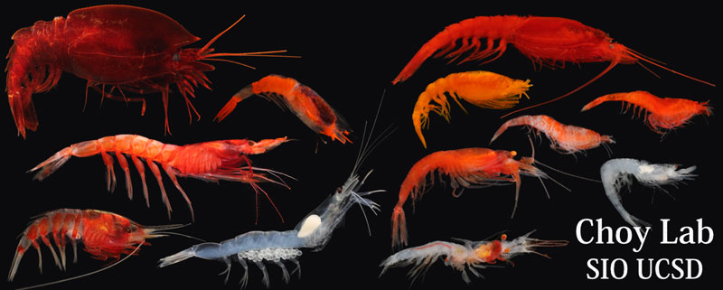 A diversity of deep-pelagic crustaceans from the waters off Southern California will be examined during this project. Shown here: five decapod crustaceans (left side), four lophogastrid crustaceans (upper right), and three mysids (lower right).