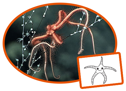 Brittle star