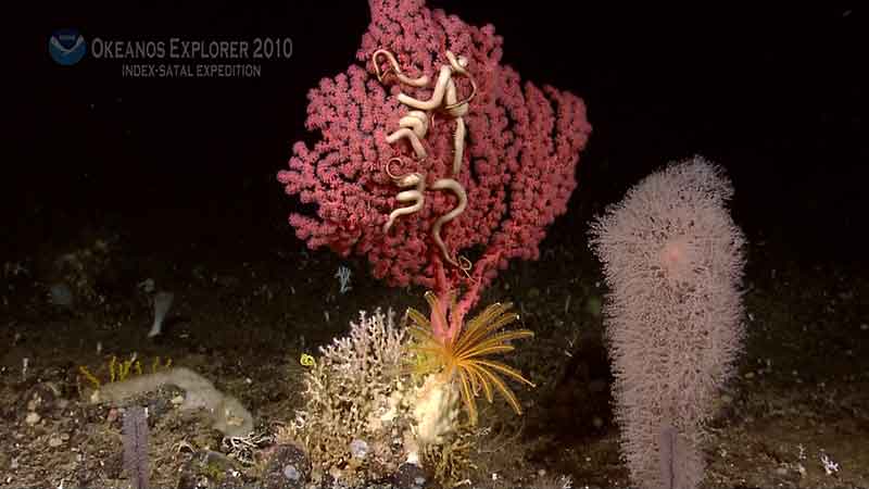 Bubblegum corals (red) lack any form of fused internal skeleton. A complex of microscopic skeletal structures (sclerites) joined by organic cements provide support to the colony. Fleshy brittle stars are usually found in association with these corals. Sea lilies (yellow) are also common.